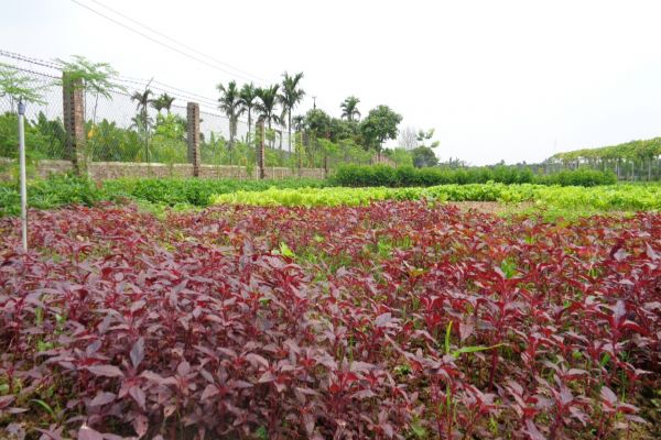 Giới thiệu Trang trại Thóc Vàng
