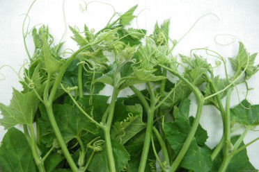 Rau ngọn bí - Tuệ Viên