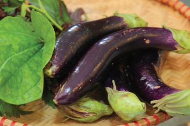 Cà tím - Tuệ Viên