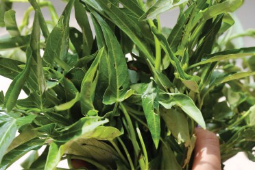 Rau muống - Tuệ Viên