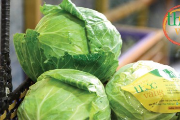 Bắp cải Tuệ Viên