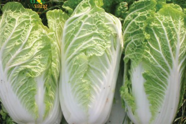 Cải thảo Đà Lạt