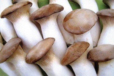 Nấm trà tân