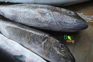 Cá sọ dừa Lý Sơn