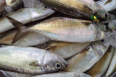 Cá bạc má Lý Sơn