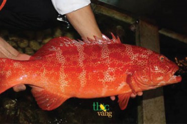 Cá mú đỏ Lý Sơn