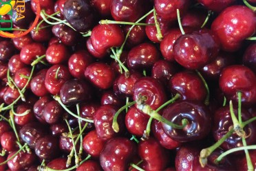 Cherry Mỹ
