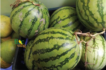 Dưa hấu không hạt Tiền Giang
